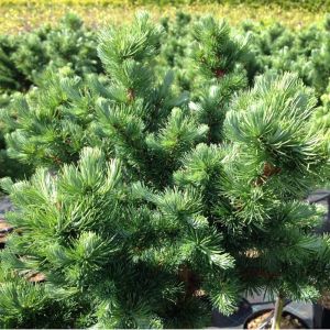 Opstammet Kugle Lærk 'Grey Pearl' - Larix kaempferi