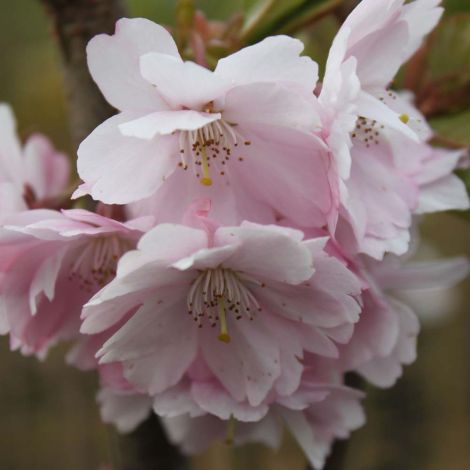 Japansk Prydkirsebær - Prunus Subhirtella 'Accolade' i blomst