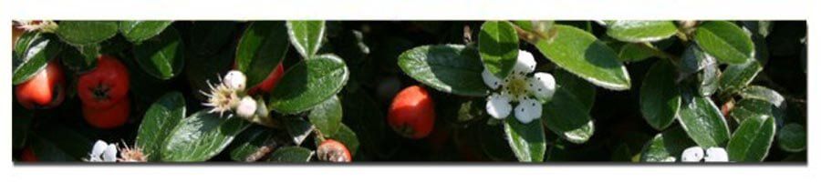 Cotoneaster røde bær
