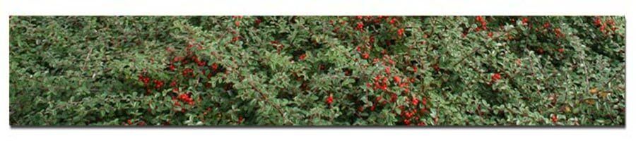 Cotoneaster med røde bær