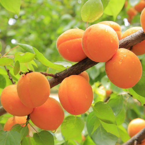 Abrikos 'Aprigold' - Prunus armeniaca