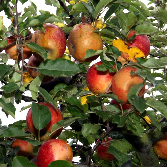 Billede af ´Belle de Boskoop´ - Æbletræ 3-4 grene