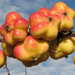 Apistar (stjerneæble) - Æbletræ, 3-4 grene