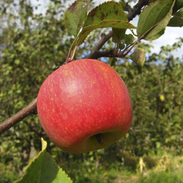 Rød Aroma - Æbletræ 5-8 grene