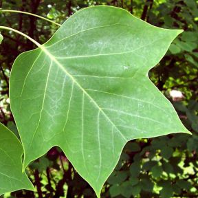 Ægte Tulipantræ - Liriodendron tulipifera blad