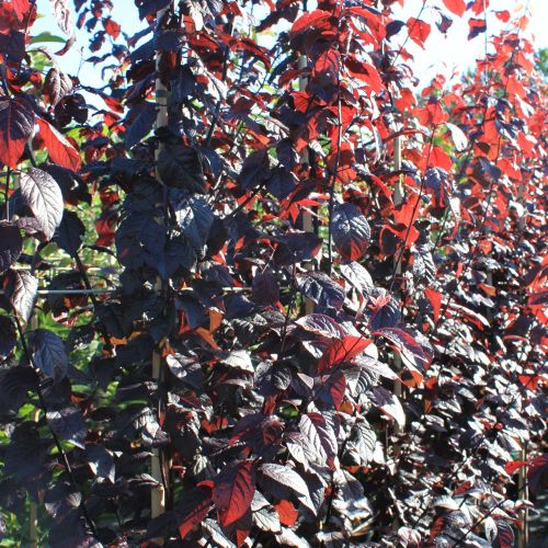 Blodblomme - Prunus cerasifera 'Nigra' blade