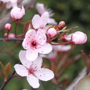 Blodblomme - Prunus cerasifera 'Nigra' blomst