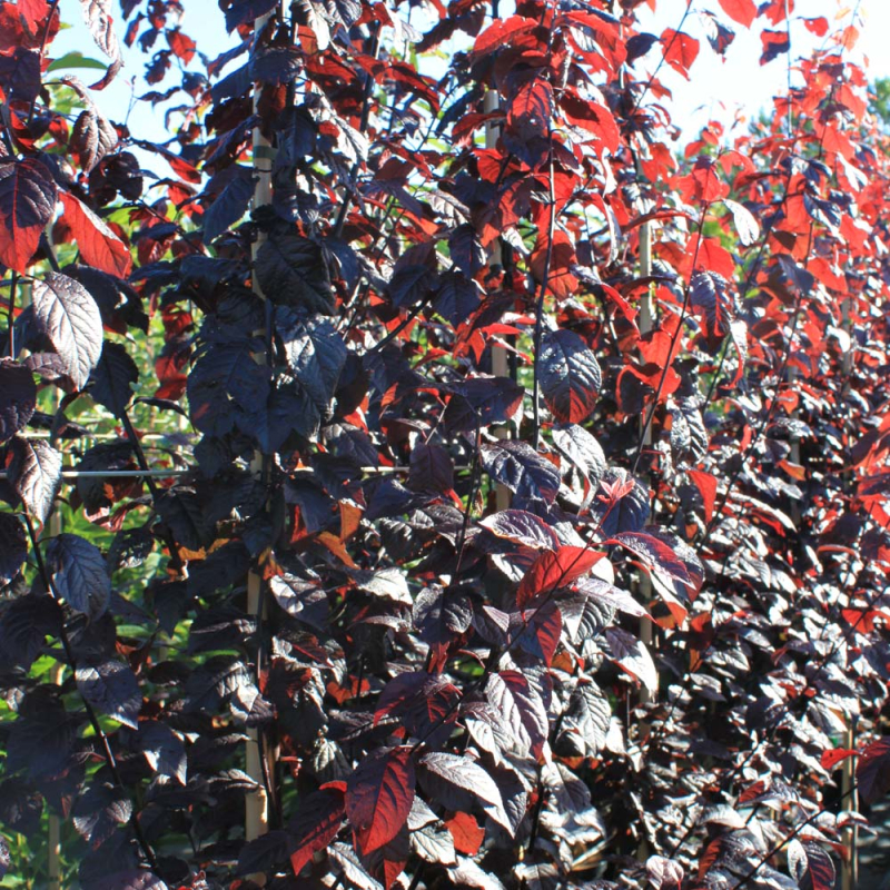 Billede af Blodblomme - Prunus cerasifera ´Nigra´ 200-250 cm