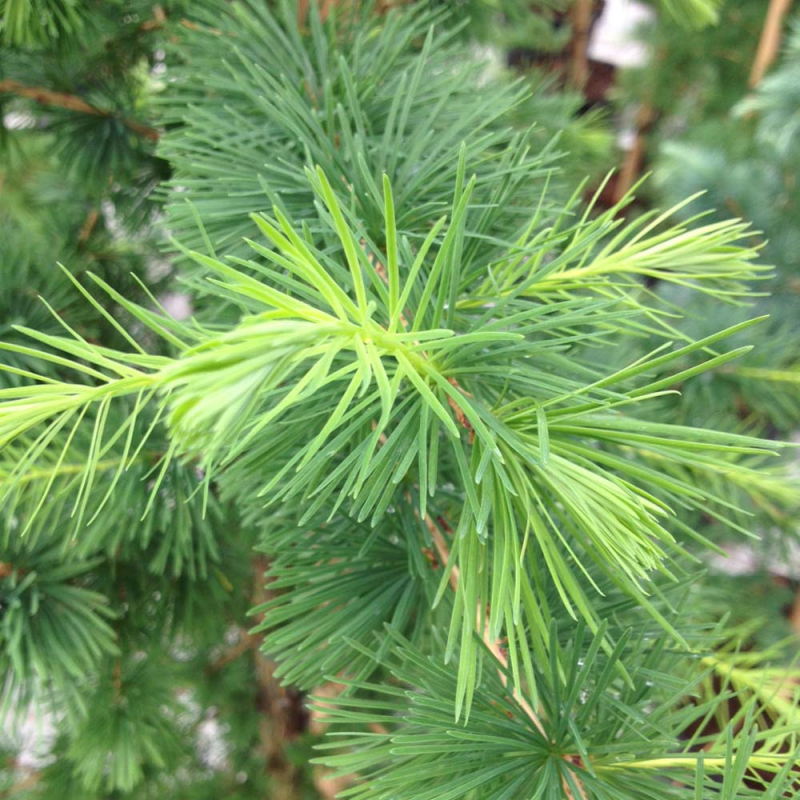 Europæisk Lærk - Larix decidua 125-150 cm