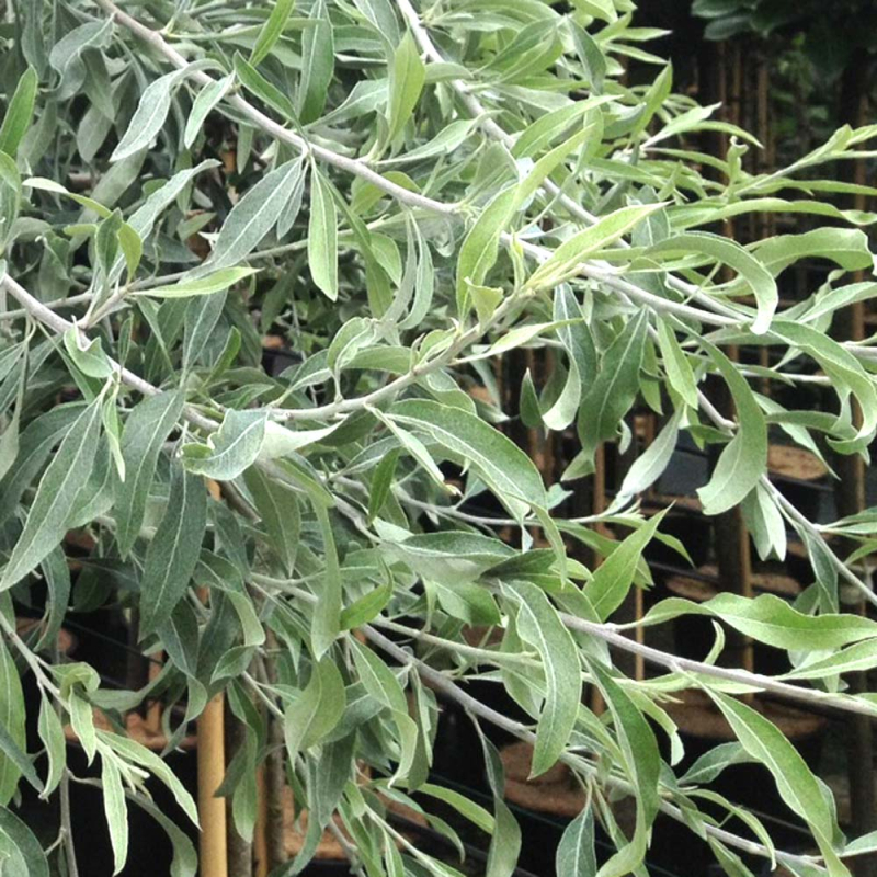 Pilebladet Prydpære - Pyrus salicifolia ´Pendula´ Bundpodet 150-175 cm