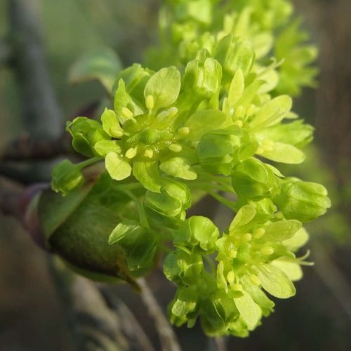 Spidsløn - Acer platanoides i blomst