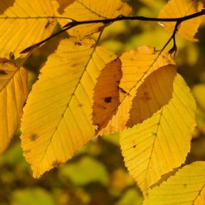 Søjleavnbøg 'Lucas' - Carpinus betulus