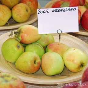 Bodil Neergaard Æbletræ