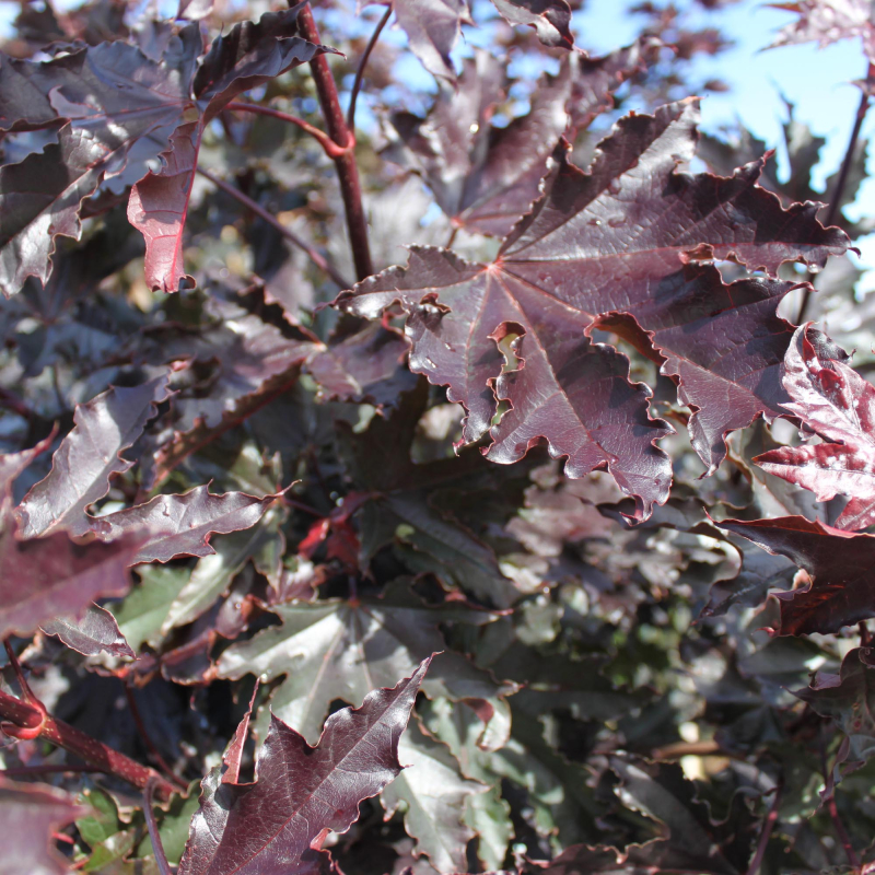Billede af Rødbladet Spidsløn - Acer plat. ´Crimson Sentry´ 120 cm stamme
