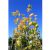 Gulbladet søjlebøg - Fagus sylvatica 'Dawyck Gold'