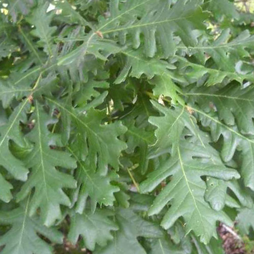Se Ungarsk Eg - Quercus frainetto 175-200 cm hos PlanteCenterFyn.dk