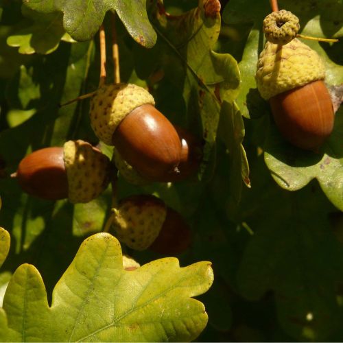 Stilk Eg - Quercus robur med agern