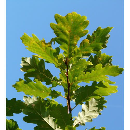 Søjle Eg - Quercus robur 'Fastigiata'