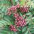 Lilla Perlerøn - Sorbus 'Purple Magic' opstammet på 120 cm stamme