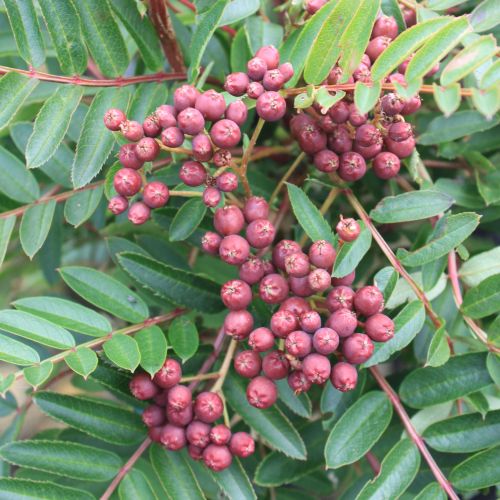 Lilla Perlerøn - Sorbus 'Purple Magic' opstammet på 180 cm stamme