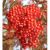 Japansk Røn - Sorbus commixta 'Carmencita' 100-125 cm i 10 liters potte