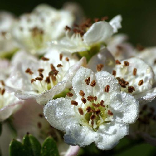 Blommebladet Tjørn - Cratagus prunifolia 'Splendens' i blomst