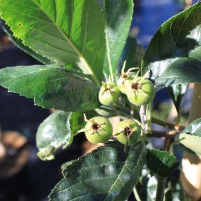 Glansbladet Tjørn - Crataegus lavellei