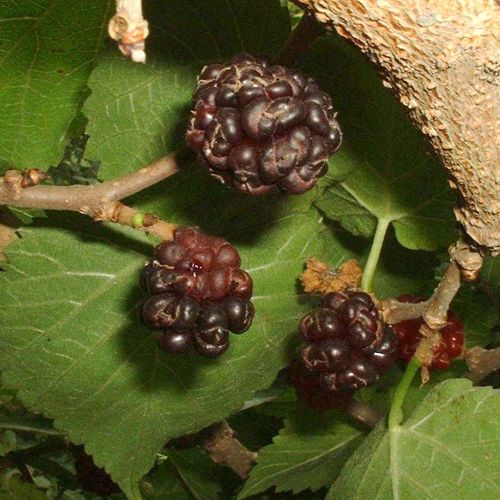 Morus nigra - Sort Morbær