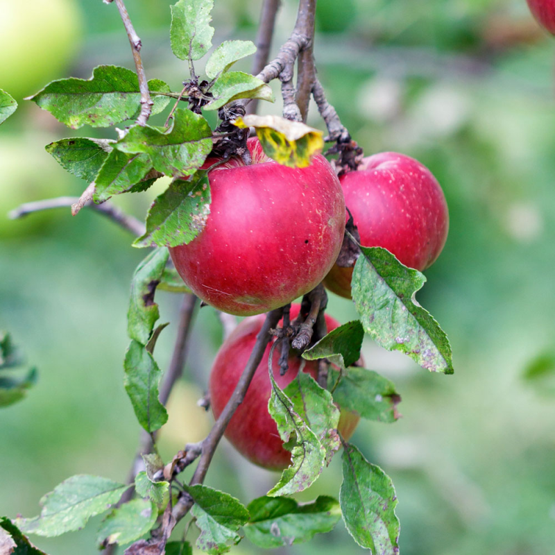 Lired - Æbletræ 5-8 grene