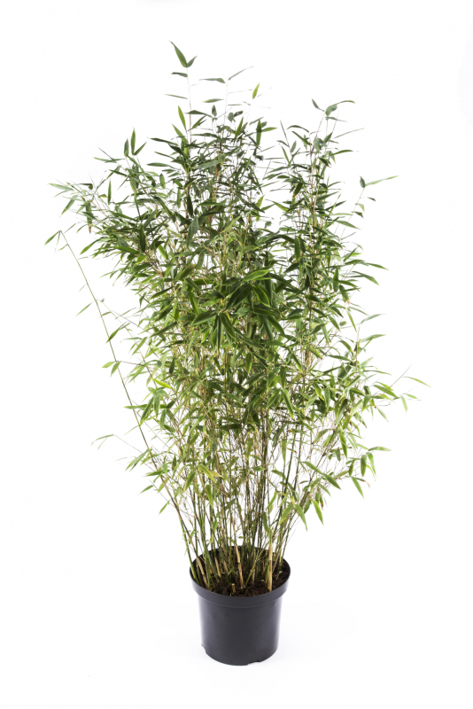 Bambus ´Dino´ 5 l.