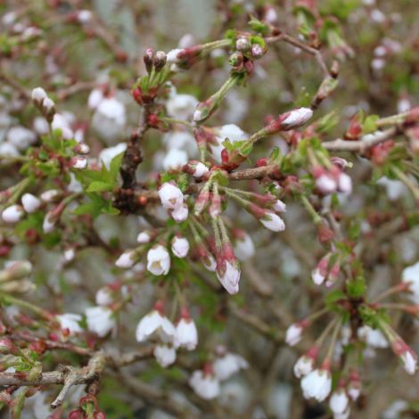 Fuji Kirsebær - Prunus incisa 'Kojou-no-mai'