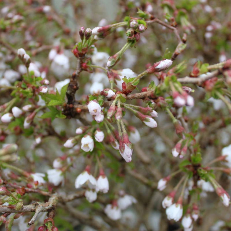 Billede af Fuji Kirsebær - Prunus incisa ´Kojou-no-mai´ stammehøjde 50 cm