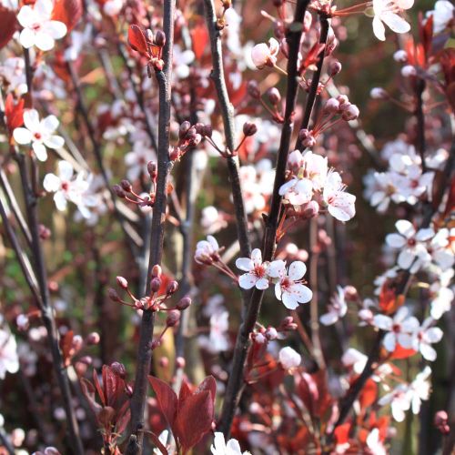 Dværg Blodblomme - Prunus cistena i blomst