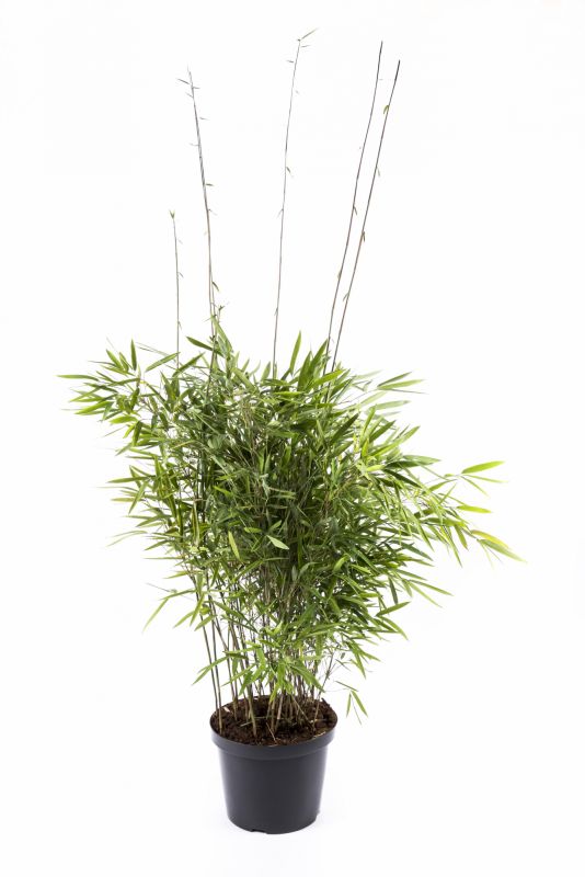 Bambus ´Trifina´ 5 l.