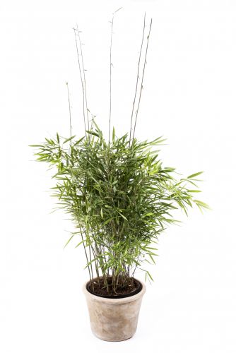 Bambus 'Trifina'