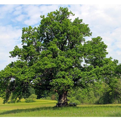 Vintereg - Quercus petraea, Egetræ