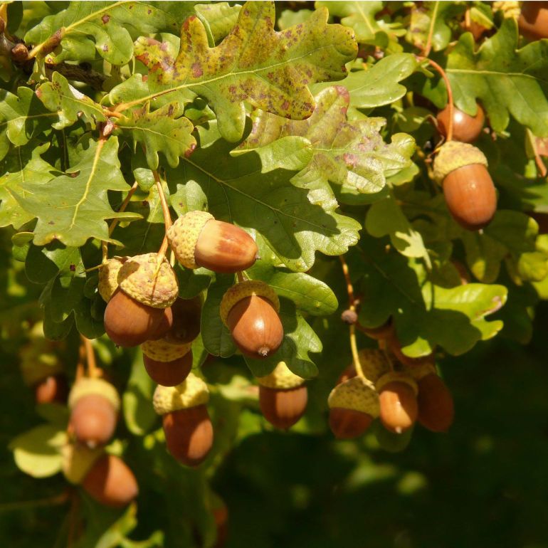 Stilk Eg - Quercus robur 175-200 cm