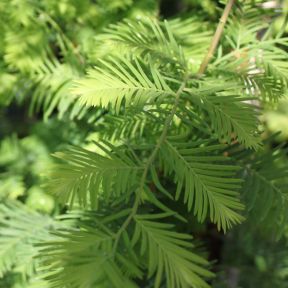 Vandgran - Metasequoia glyptostroboides - nåle