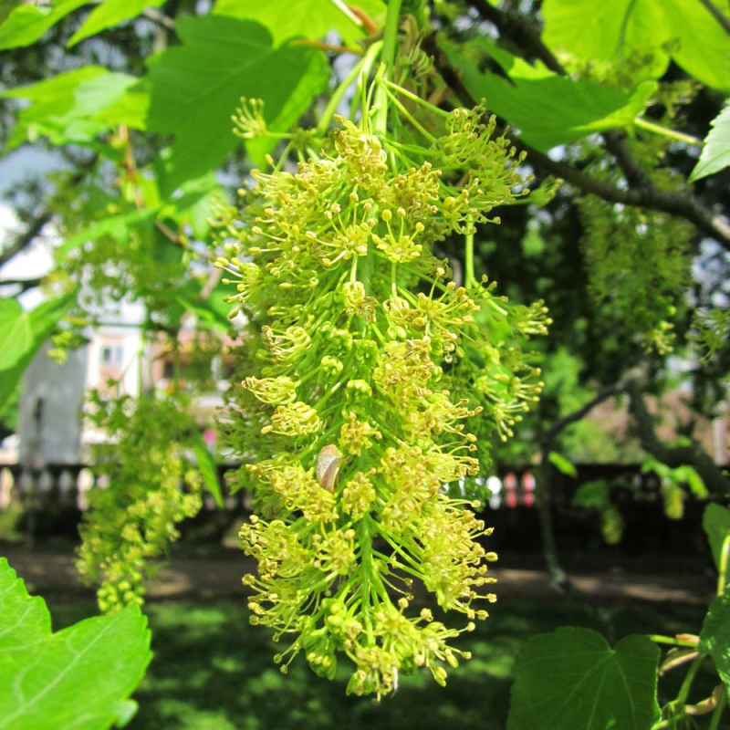 Ahorn - Acer pseudoplatanus 175-200 cm.