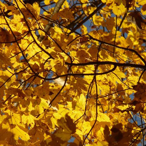 Ahorn - Acer pseudoplatanus
Høstfarver