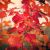 Avnbøg - Carpinus betulus 'Rockhampton Red'