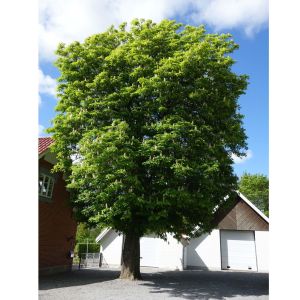 Hestekastanie - Aesculus hippocastanum