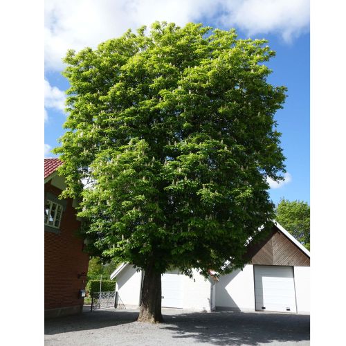 Hestekastanie - Aesculus hippocastanum