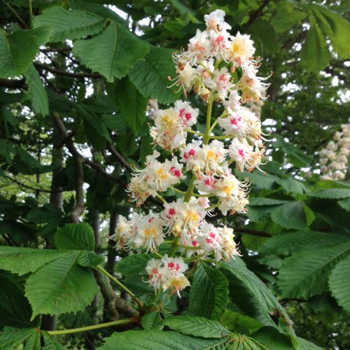 Hestekastanie - Aesculus hippocastanum med blomst