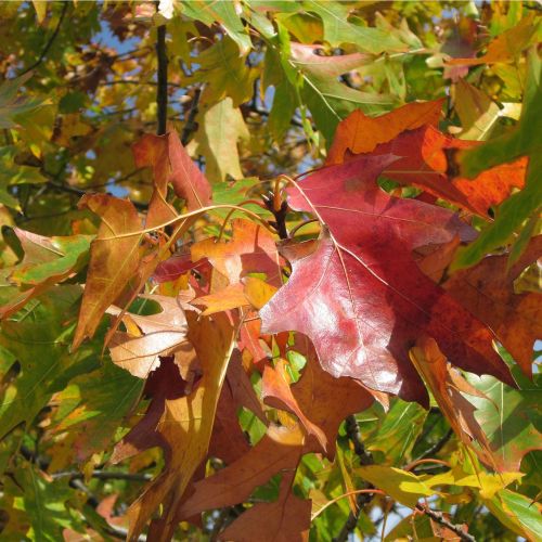 Rødeg - Quercus rubra med høstfarve