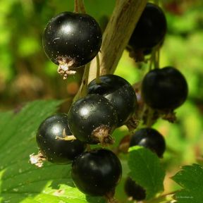 'Ben Lomond' Ribes nigrum - solbærbusk 5 l. potte