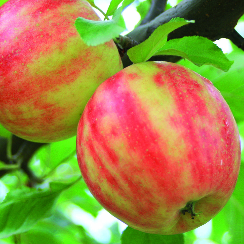 Billede af Karneval - æbletræ 5-8 grene