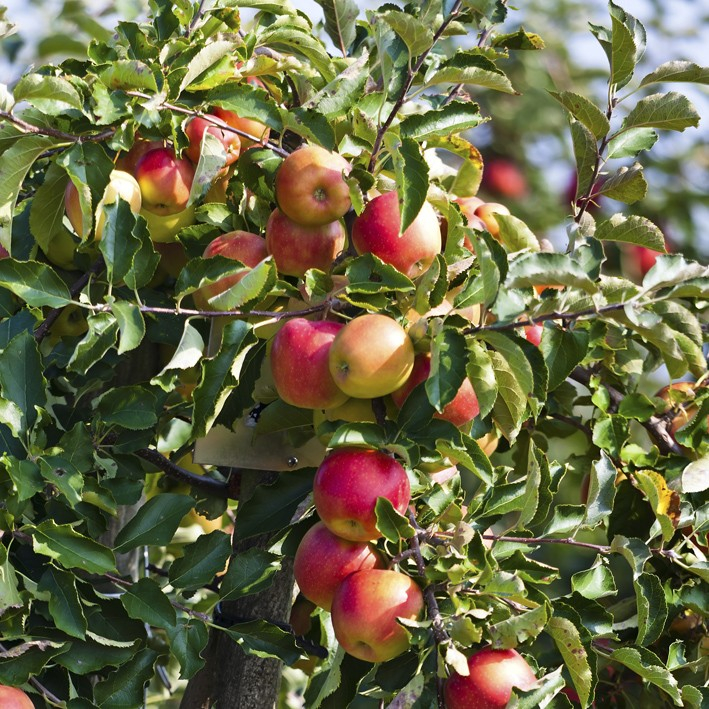 Rød Elstar - Æbletræ 3-4 grene