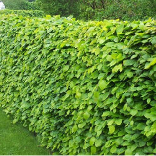 Bøg hækplanter 120-150 cm barrod