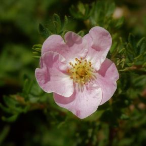 Potentilla fruticosa 'Lovely Pink' i blomst